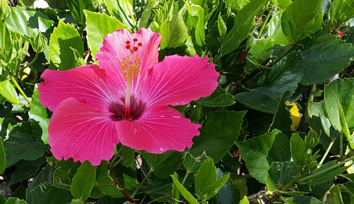 Pink hybiscus